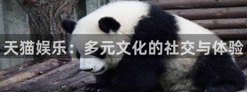多多28预测官网入口